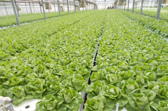 千葉市緑区の水耕栽培で育てたサラダ菜