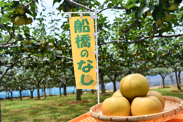 船橋市の特産品プレゼント企画